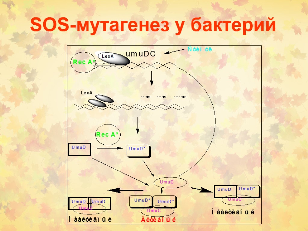 SOS-мутагенез у бактерий